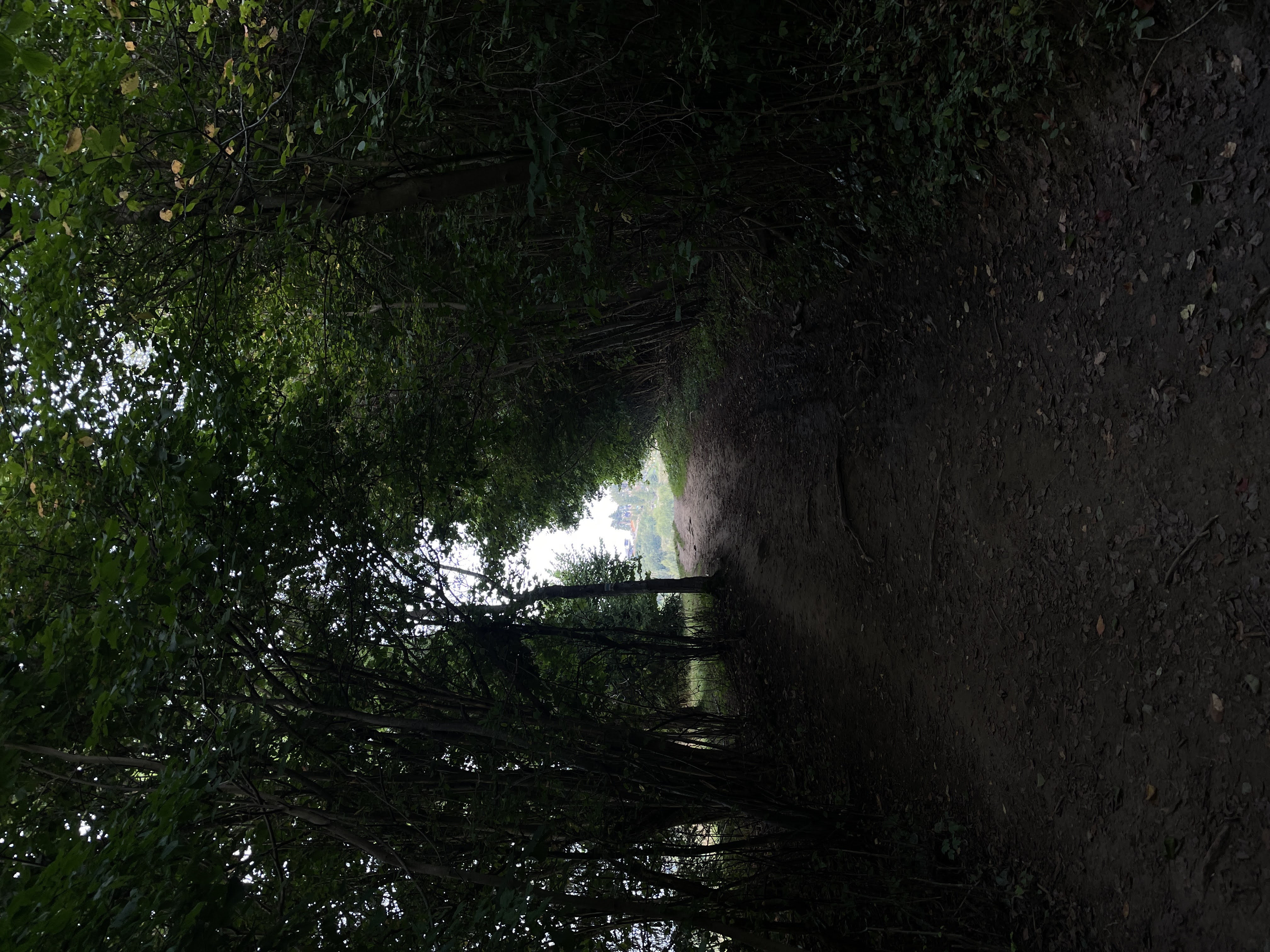 A dirt pathway on the hike. Very dark, as many trees shade the walkway.