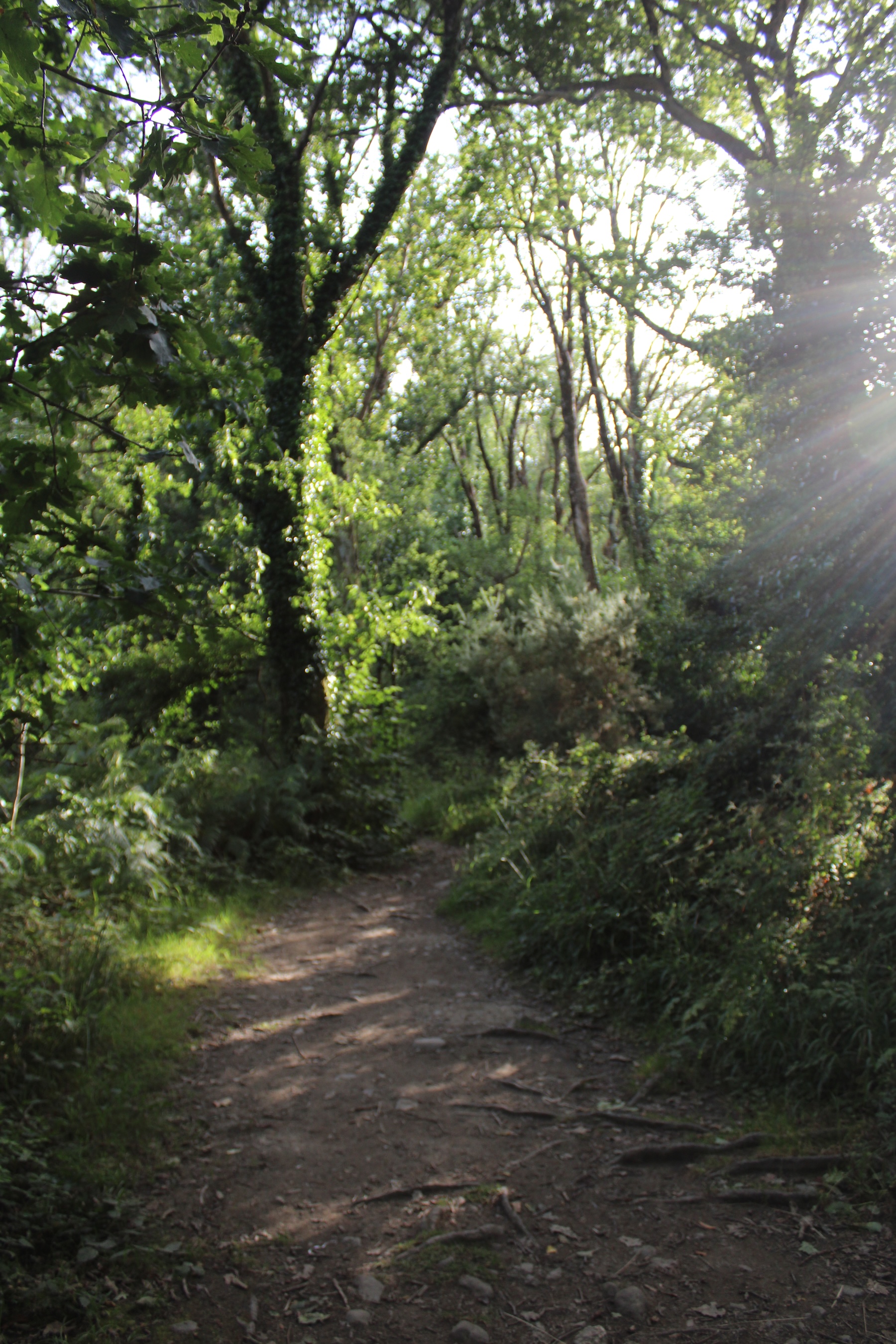 A forested path with sunlight coming in from the side