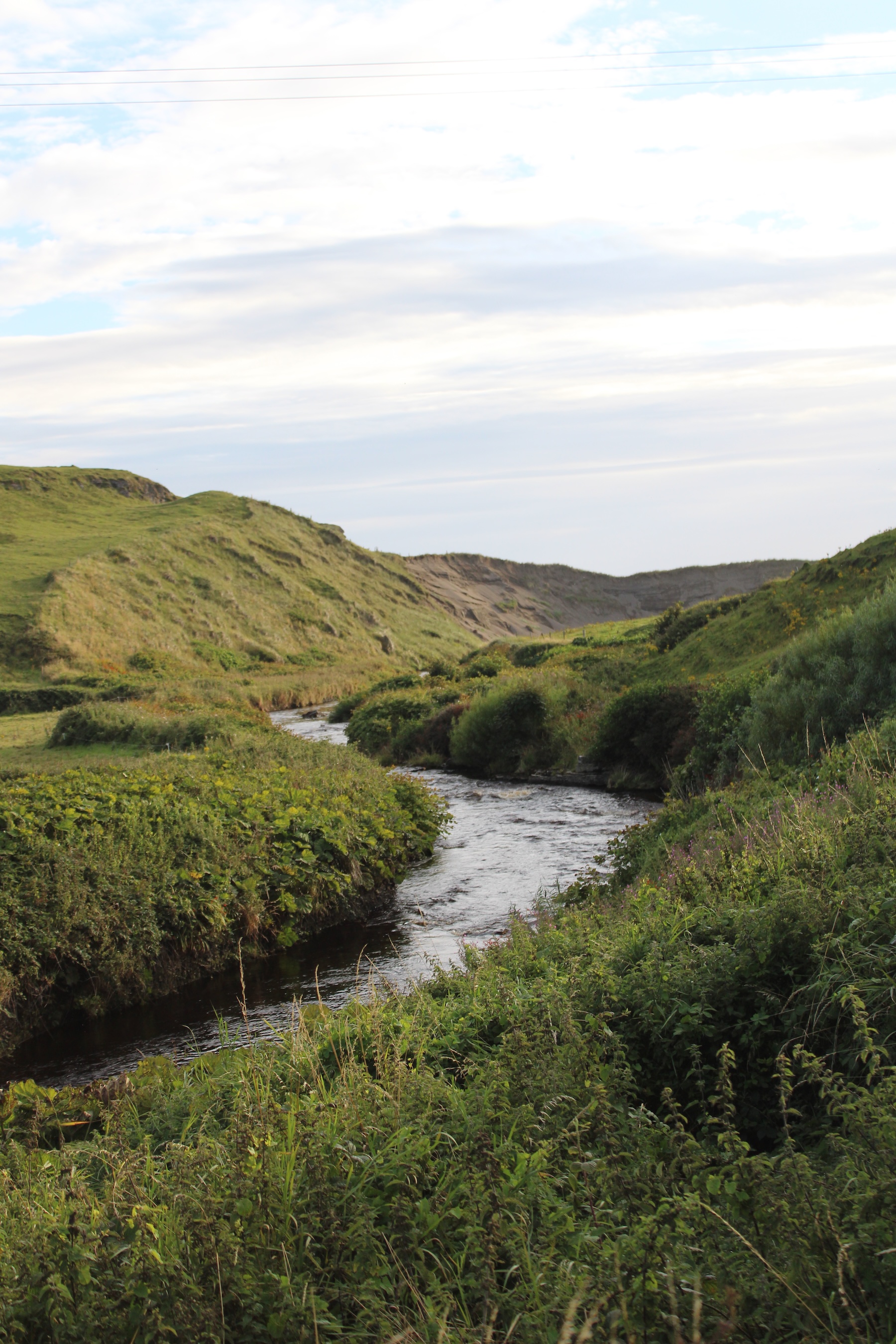 A beautiful creek surrounded by tall greenery